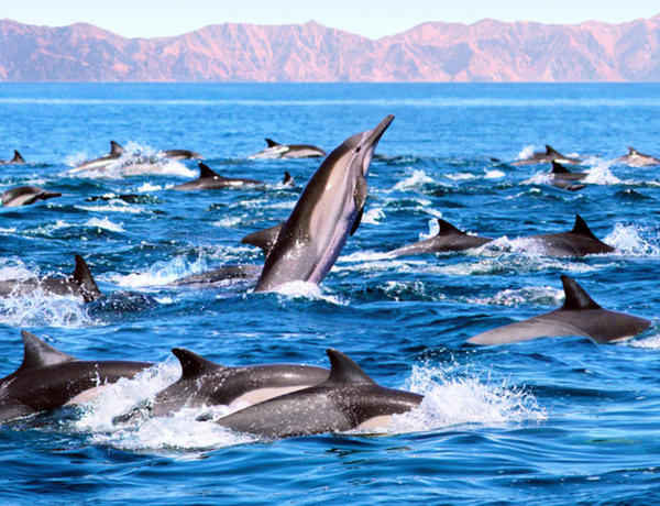 12_q179delfin_full_landscape 12_q179delfin_full_landscape